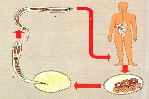 Cycle de vie du développement des parasites. 
