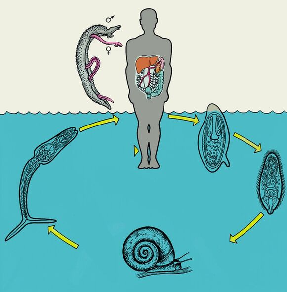 Schéma du cycle de vie du schistosome. 