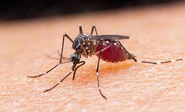 Le moustique est porteur de parasites protozoaires et de paludisme. 