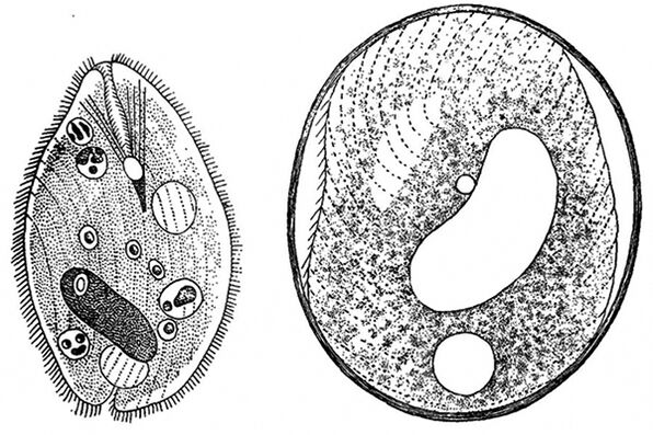 parasites protozoaires balantidia